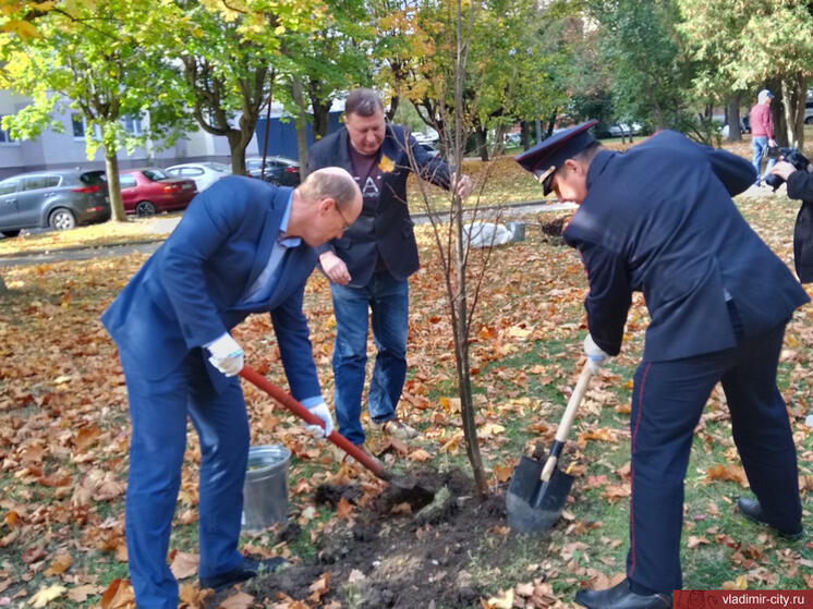 В Зерновском сквере Владимира высадили липы
