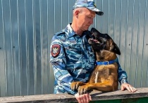 Он необычайно умен,  хорош собой и предан хозяину, потому что он служебный пес, а его хозяин – полицейский.