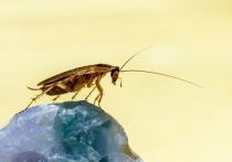 Жители Бийска страдают от нашествия тараканов