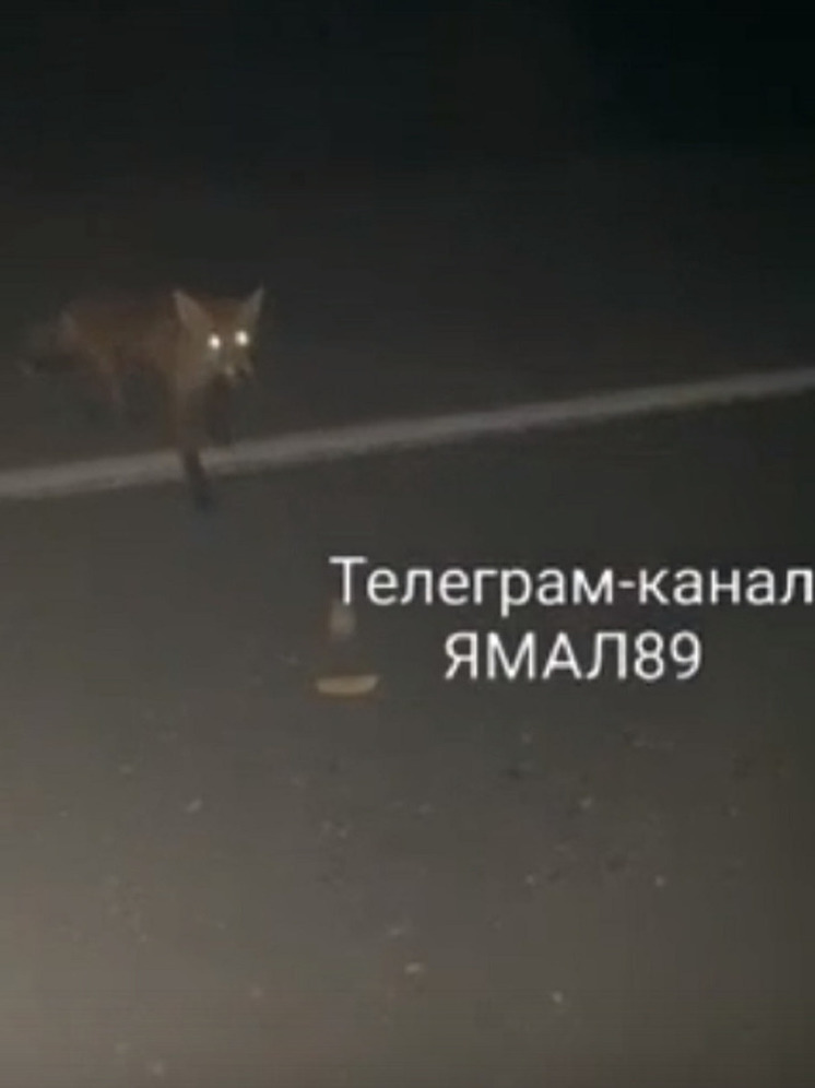 «Рыжий патруль»: на трассе Тазовский — Коротчаево лисица выпрашивает у автомобилистов вкусняшки