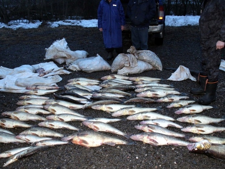 Трое государственных инспекторов незаконно добывали рыбу в заповеднике Череповца