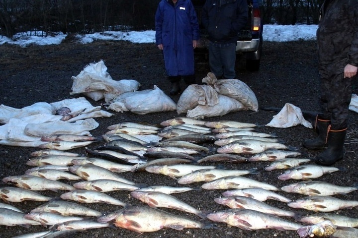 Трое государственных инспекторов незаконно добывали рыбу в заповеднике Череповца