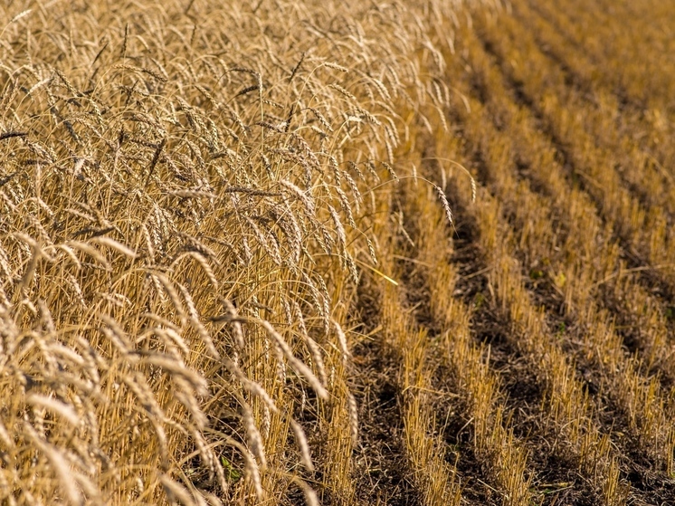 Челябинская область собирается отправить фуражное зерно в другие регионы