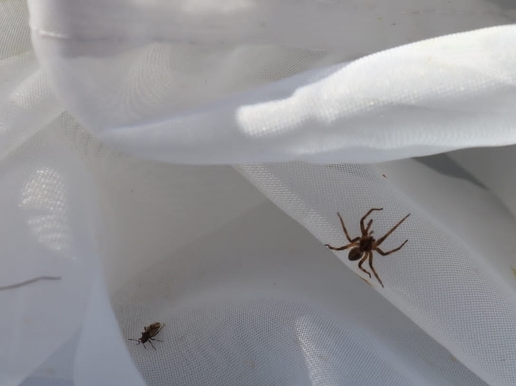 Под Тулой найден редкий вид паука