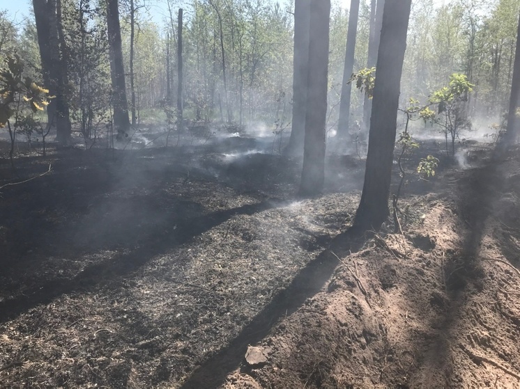 На территории Пензенской области за выходные потушены лесные пожары площадью полтора гектара