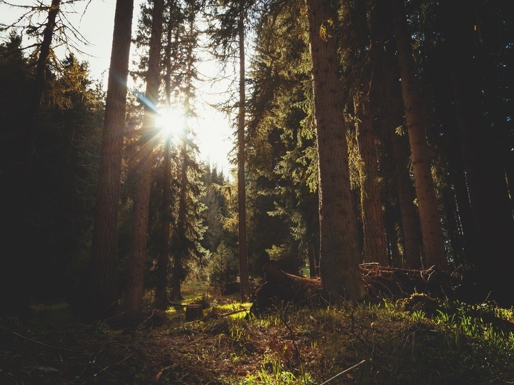 Туристка из Перми ушла с базы отдыха в Карелии и заблудилась