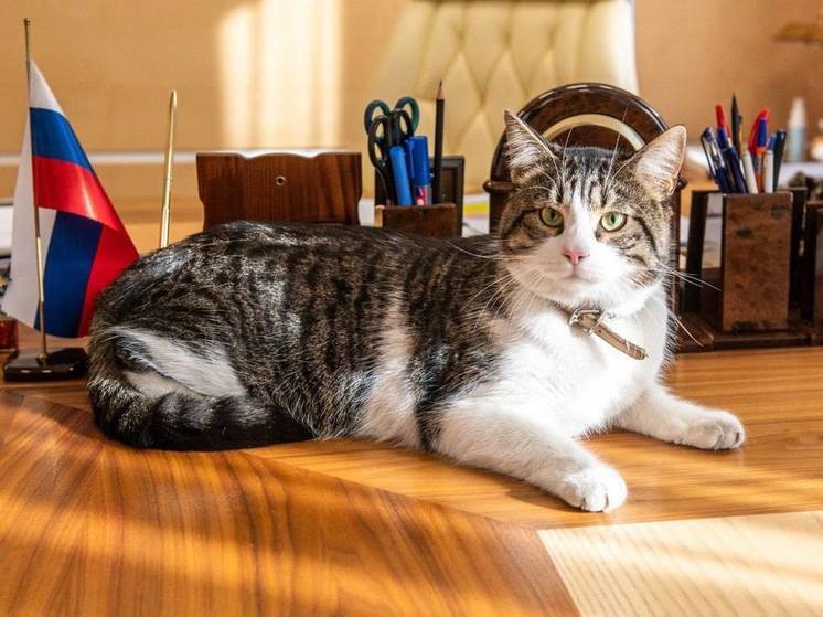 Кот из Луганска поселился в здании администрации Истры