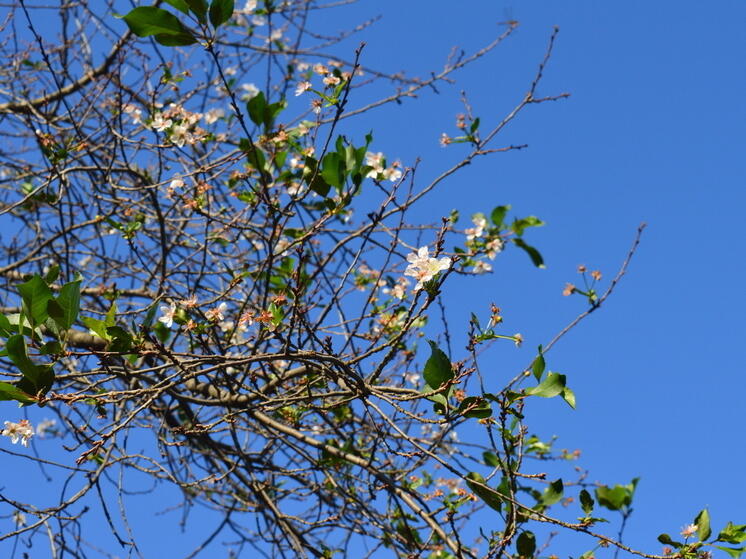 В Донецком ботаническом саду на фоне осенних цветов распустилась вишня