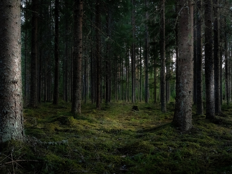 Житель Сахалина скрывался от федерального розыска в лесу