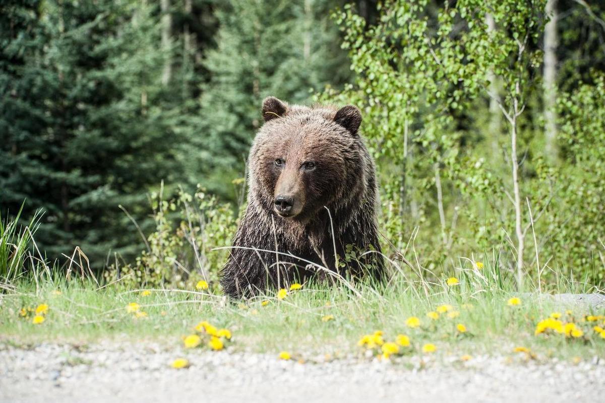 В Приморском крае на детской площадке обнаружили медведя