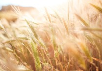 В последние дни сентября валовый сбор мягкой пшеницы в Алтайском крае превысил 2 млн тонн. В Алтайском филиале ФГБУ «Центр оценки качества зерна» исследовали более 40% от собранного урожая. Специалисты отмечают качественное смещение от третьего класса к четвертому, однако 88,5% — по-прежнему продовольственная пшеница, 11,5% — фураж. Основная причина качественного перехода — прорастание зерна из-за затяжных дождей в регионе.

