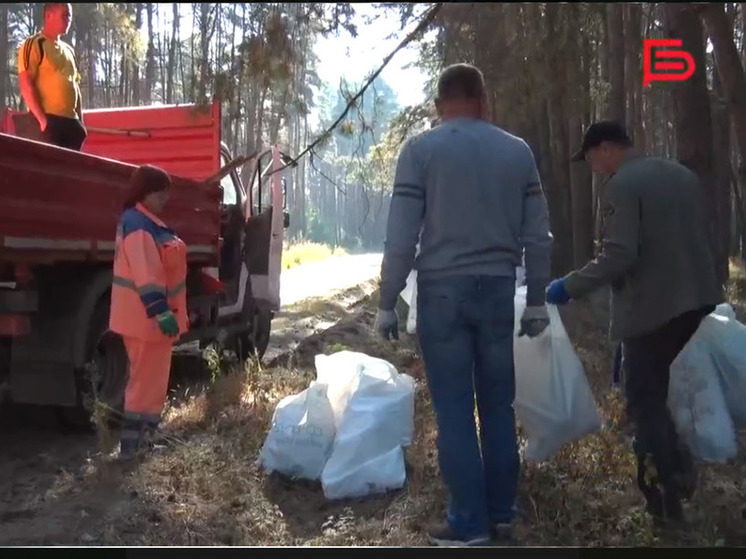 Белгородцам рассказали о начале осеннего экологического месячника