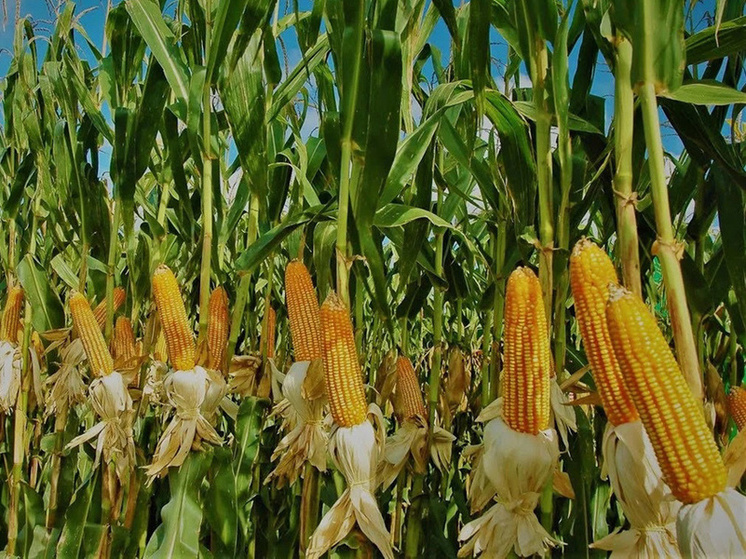 Липецкие аграрии начали уборку кукурузы
