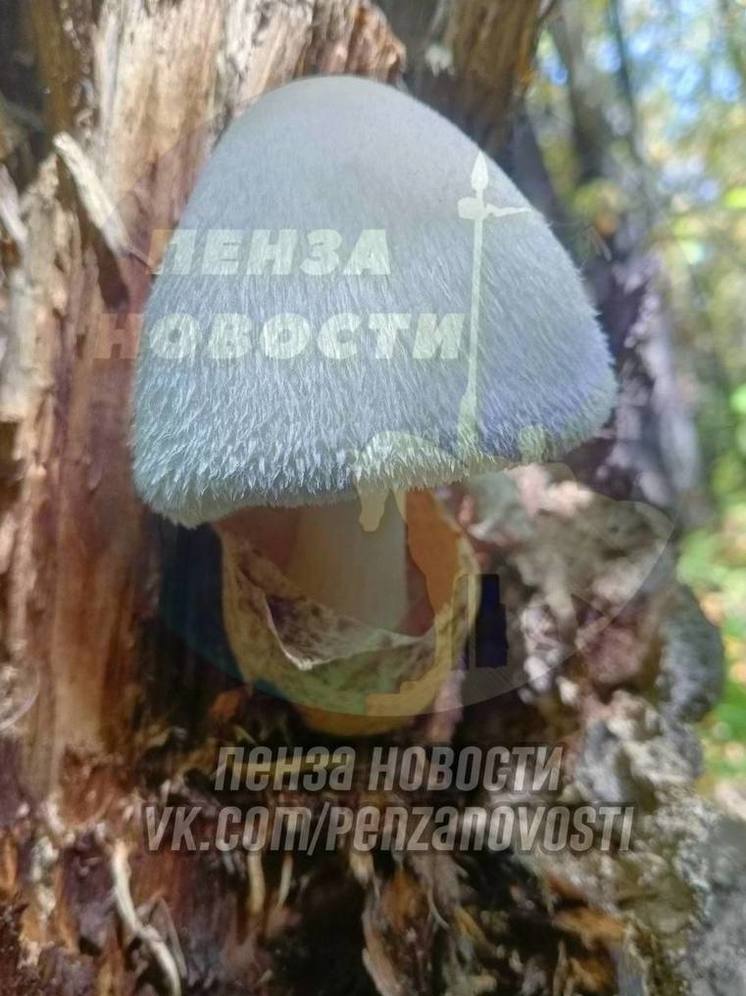 В Пензе обнаружен редкий съедобный гриб