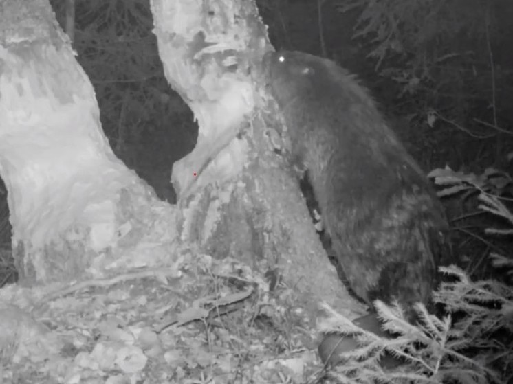 В подмосковном заповеднике камера сняла бобра за работой