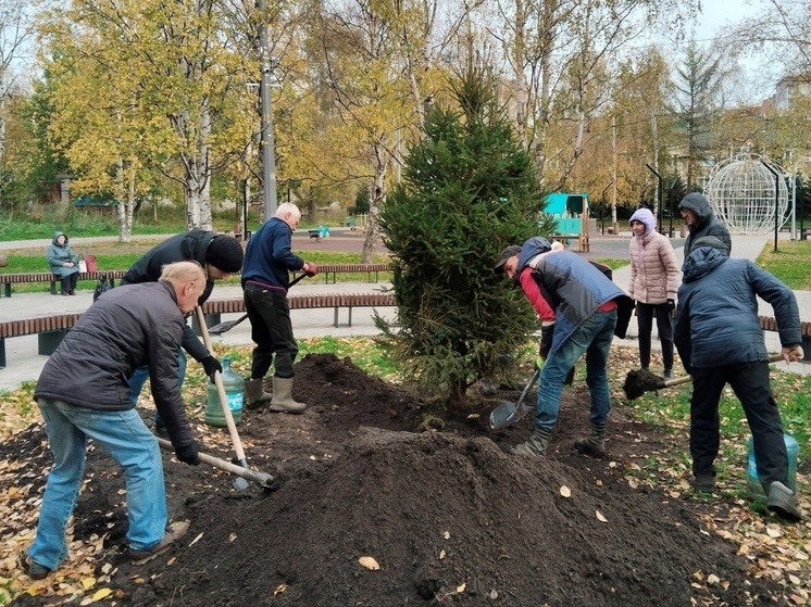 На месте засохшей елки в Никольском сквере Архангельска появилось новое дерево