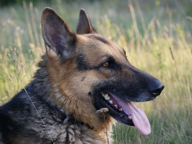Полицейские собаки-ветераны в Карелии ищут добрых хозяев