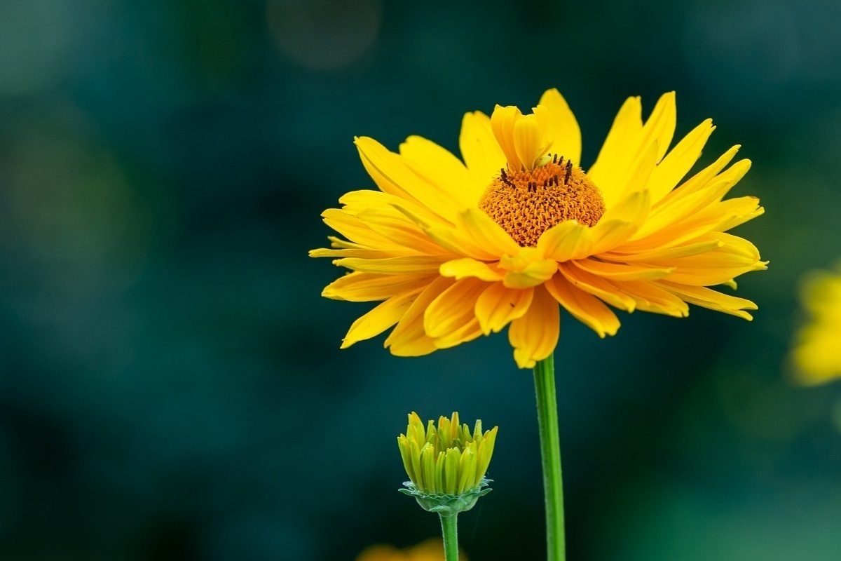 Зачем дачникам календула на участке?