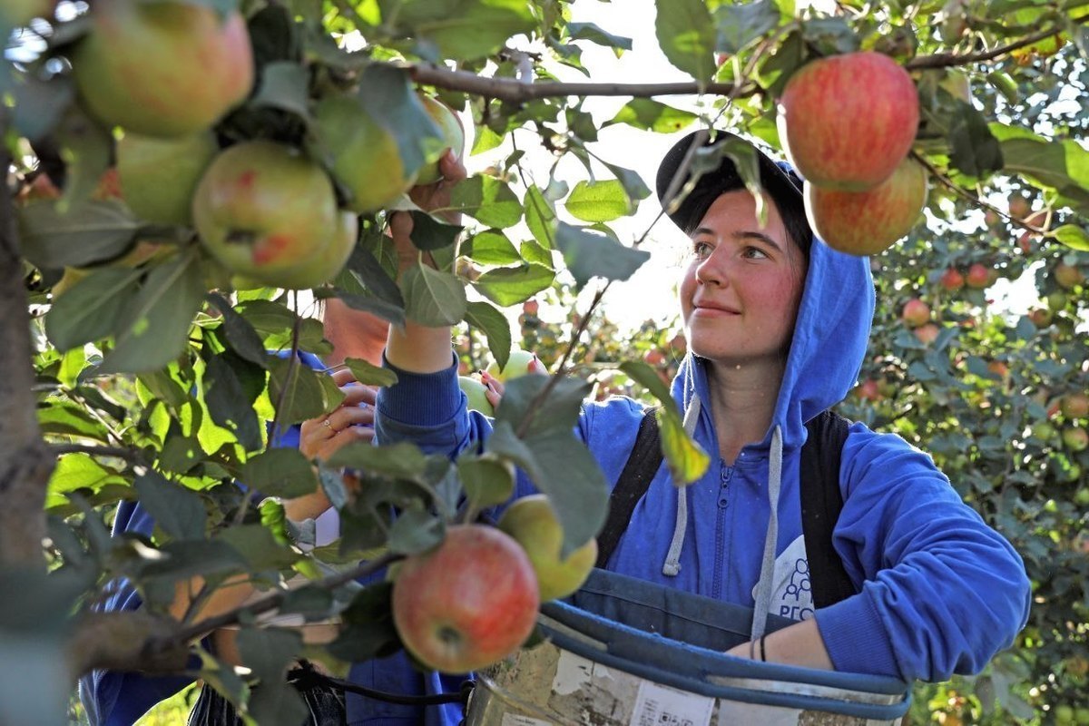 Студотряды собрали в липецких садах более 5000 тонн яблок