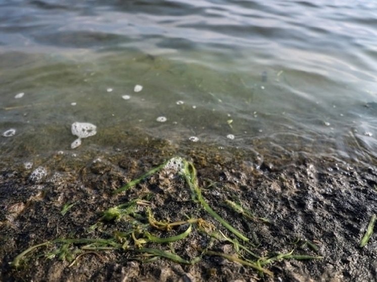 Морские водоросли могут стать суперпродуктом будущего