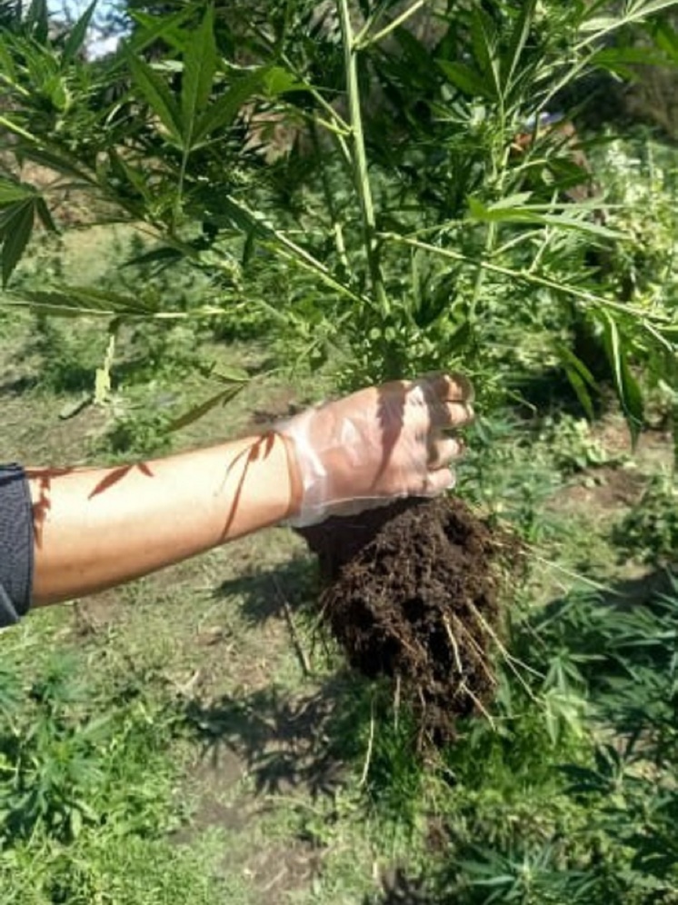 Два жителя Ставрополья обустроили плантацию наркотиков в лесополосе