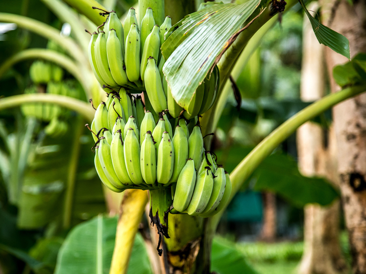 Местная диковина: в йошкар-олинском ботаническом саду цветёт карликовый банан