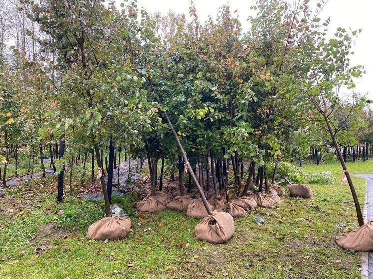 В Петербурге посадят 50 деревьев из выборгского парка Монрепо