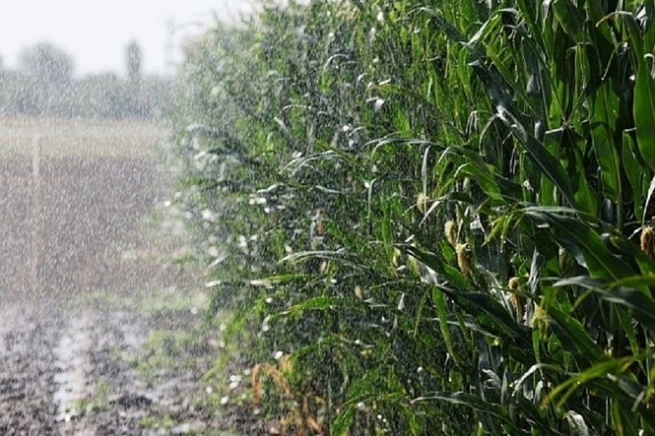 В Волгоградской области продолжается уборка кукурузы
