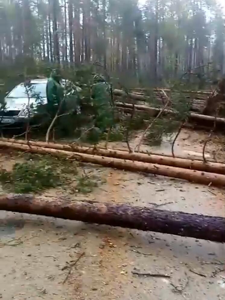 Лесную дорогу в Карелии завалило деревьями