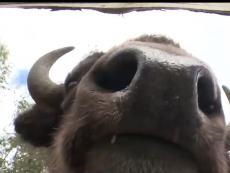 В Смоленском Поозерье оборудуют всесезонный вольерный комплекс для зубров