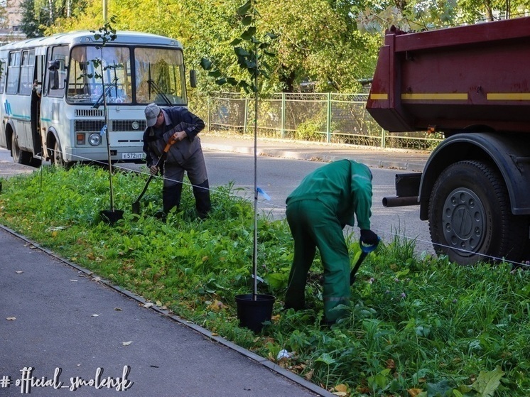  В Смоленске продолжается масштабное озеленение