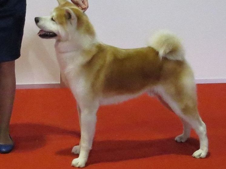 В Подмосковье агрессивная собака напала на стаффа