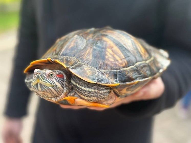 В Красногорском парке черепах отправили на зимовку