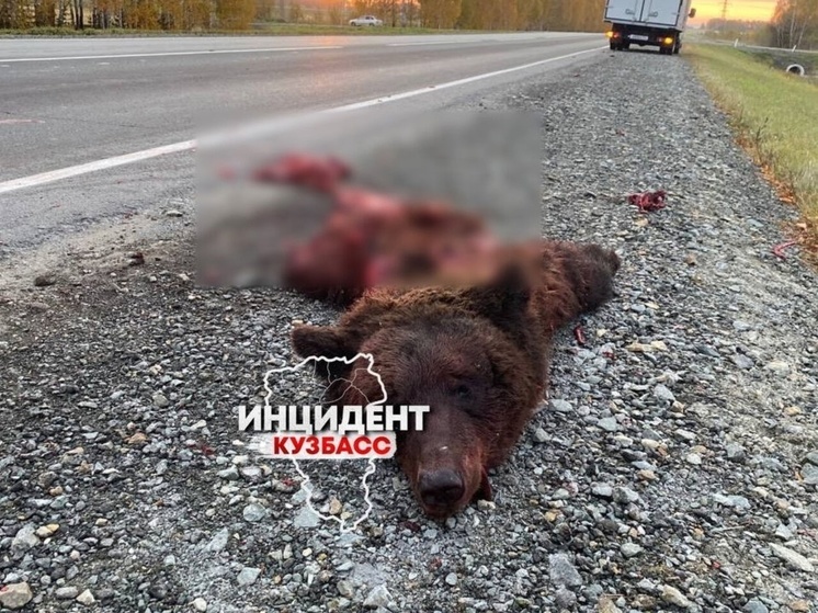 Соцсети: на кузбасской трассе нашли разорванного на две части после ДТП медведя