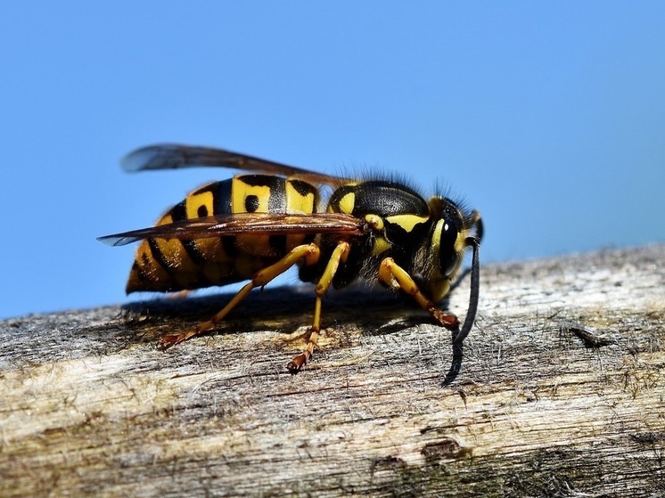 Инспекция труда займется случаем с рабочим, которого укусил шершень