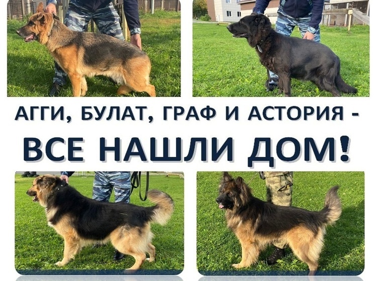 Все собаки-ветераны из полиции Карелии нашли новых хозяев