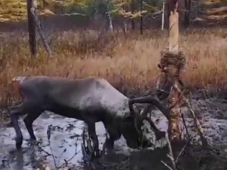 Краснокнижный олень запутался в старых проводах в лесу на Сахалине
