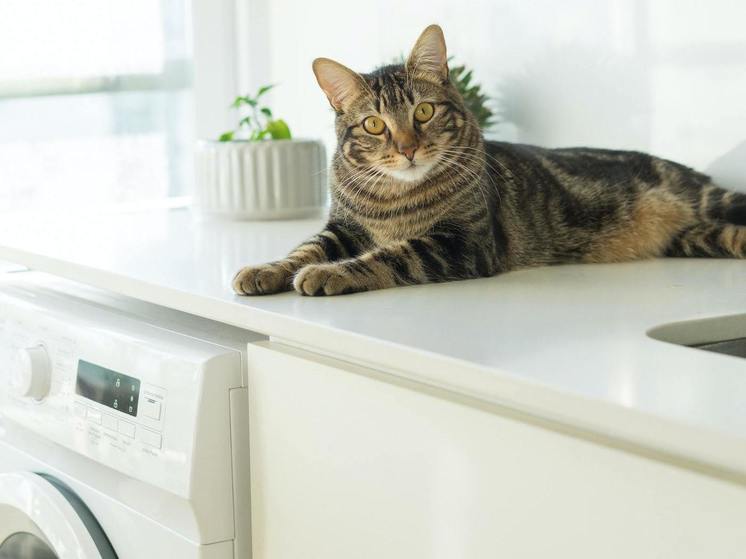 В России стало известно о мошенничестве в сфере ремонта стиральных машин