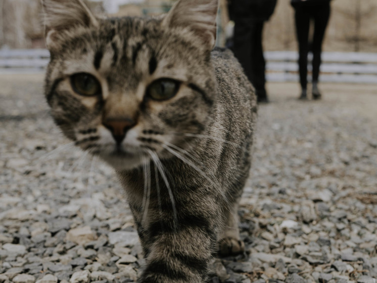 Живодер повесил кота в подъезде дома в Краснокаменске