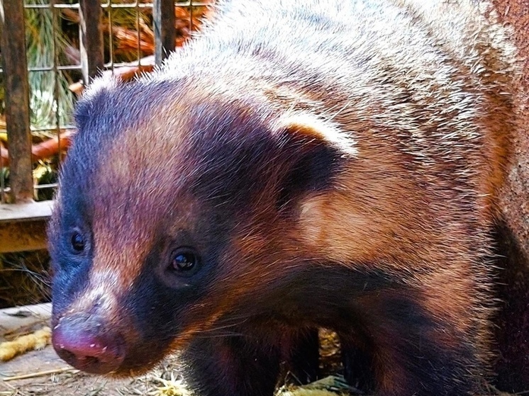 Барсуки в хабаровском зоосаде готовятся к зимней спячке