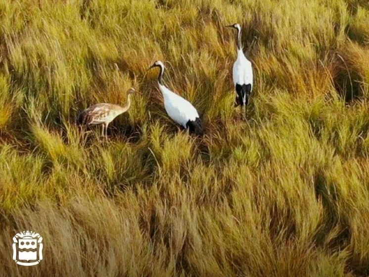 В Амурской области птенец известных журавлей учиться летать