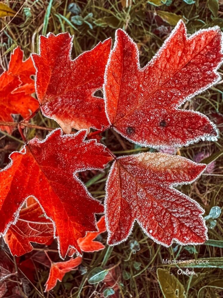 Заморозки украсили растения белыми каймами в Медвежьегорске