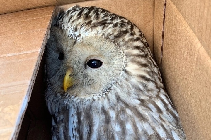 Тверские волонтеры-орнитологи спасли сову, пострадавшую от стаи ворон