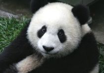 Пекин отозвал у Вашингтона трех панд, они вернутся в Китай в конце 2023 года, сообщает РИА Новости