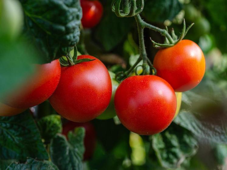 В Воронежской области цена на помидоры подскочила на 30%