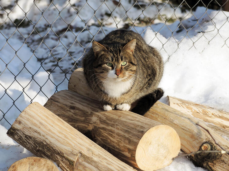 В Одинцово кот умер от вируса иммунодефицита