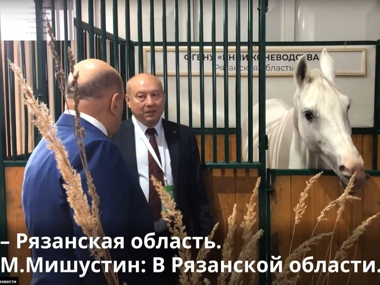 Премьер-министру Мишустину показали рязанского жеребца по кличке Соболь
