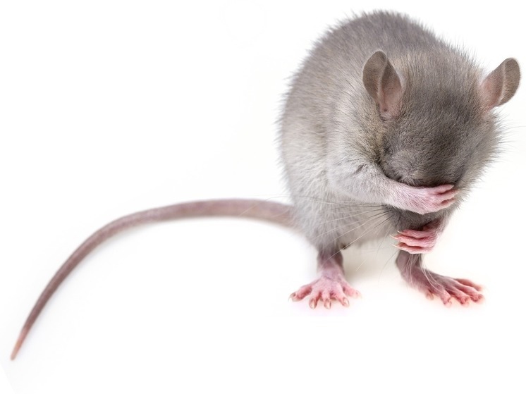 Грызун на борту оказался смертельно опасен