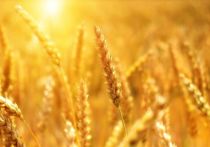 Россия завершает работу над документами по поставкам зерна в Африку, сообщил в пятницу министр сельского хозяйства Дмитрий Патрушев