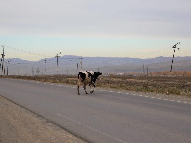 Жителей Кызыла призывают соблюдать правила выпаса скота